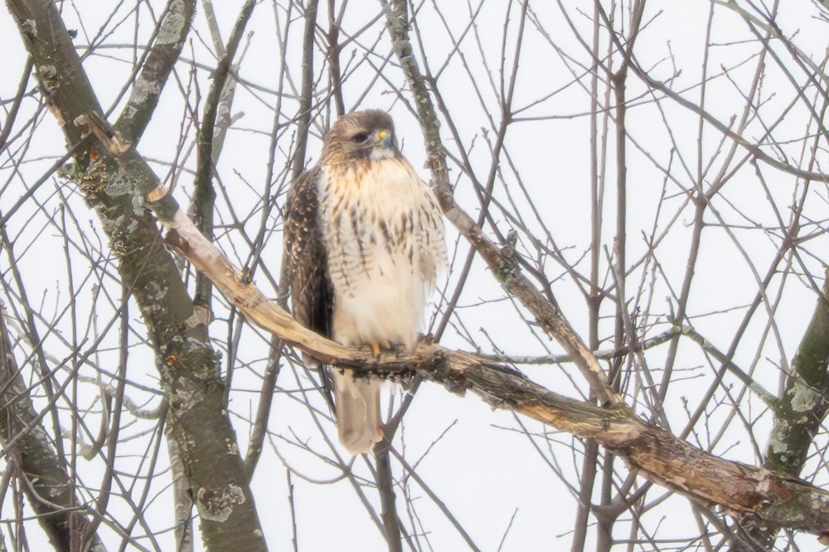 Red-tailed Hawk - ML646568478