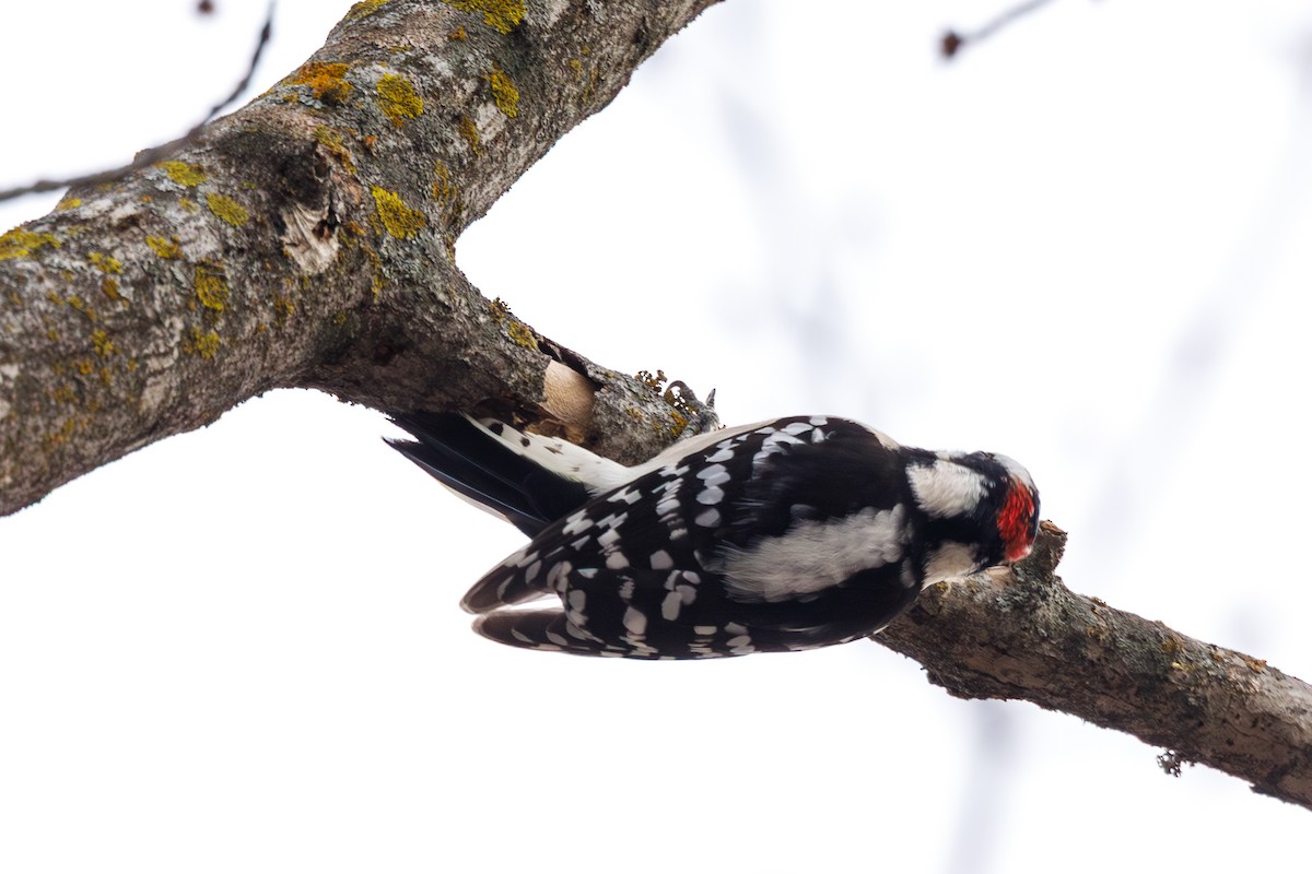 strakapoud osikový - ML646568479