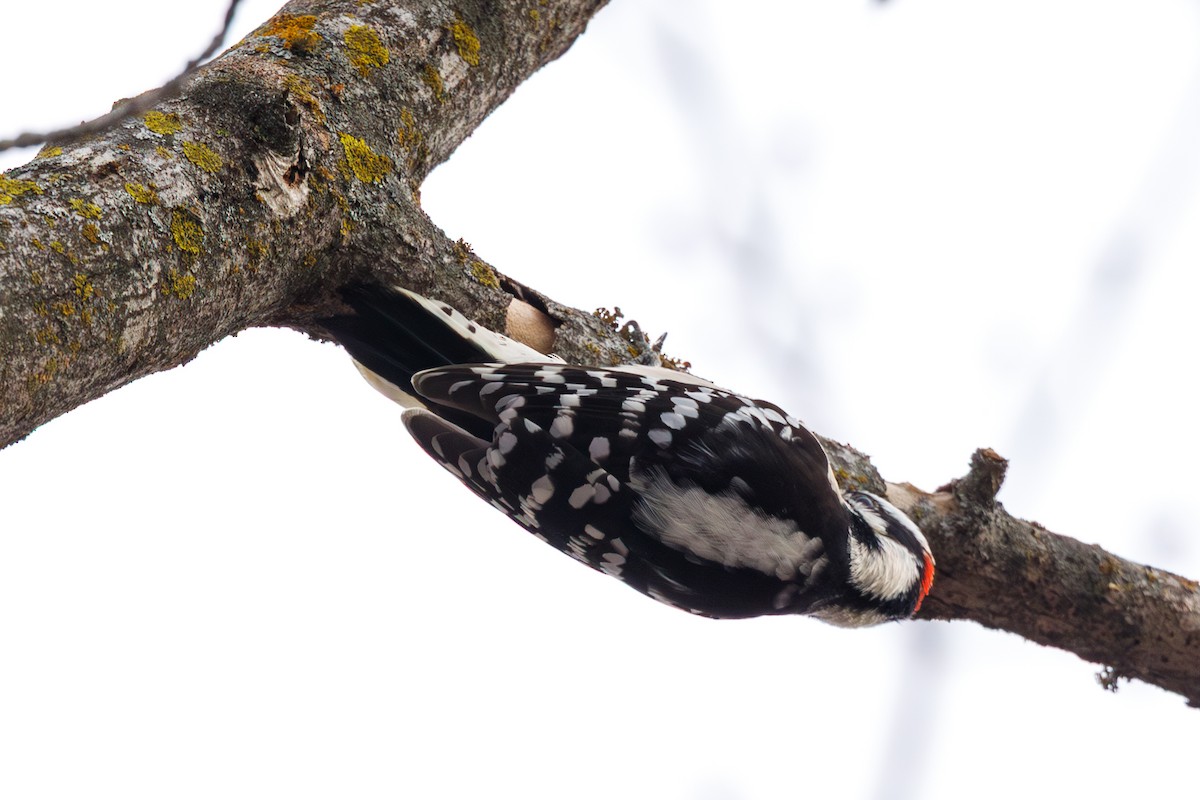 strakapoud osikový - ML646568480