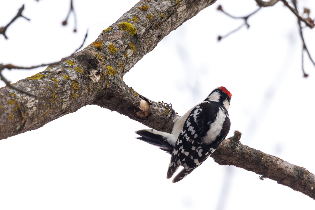 strakapoud osikový - ML646568481