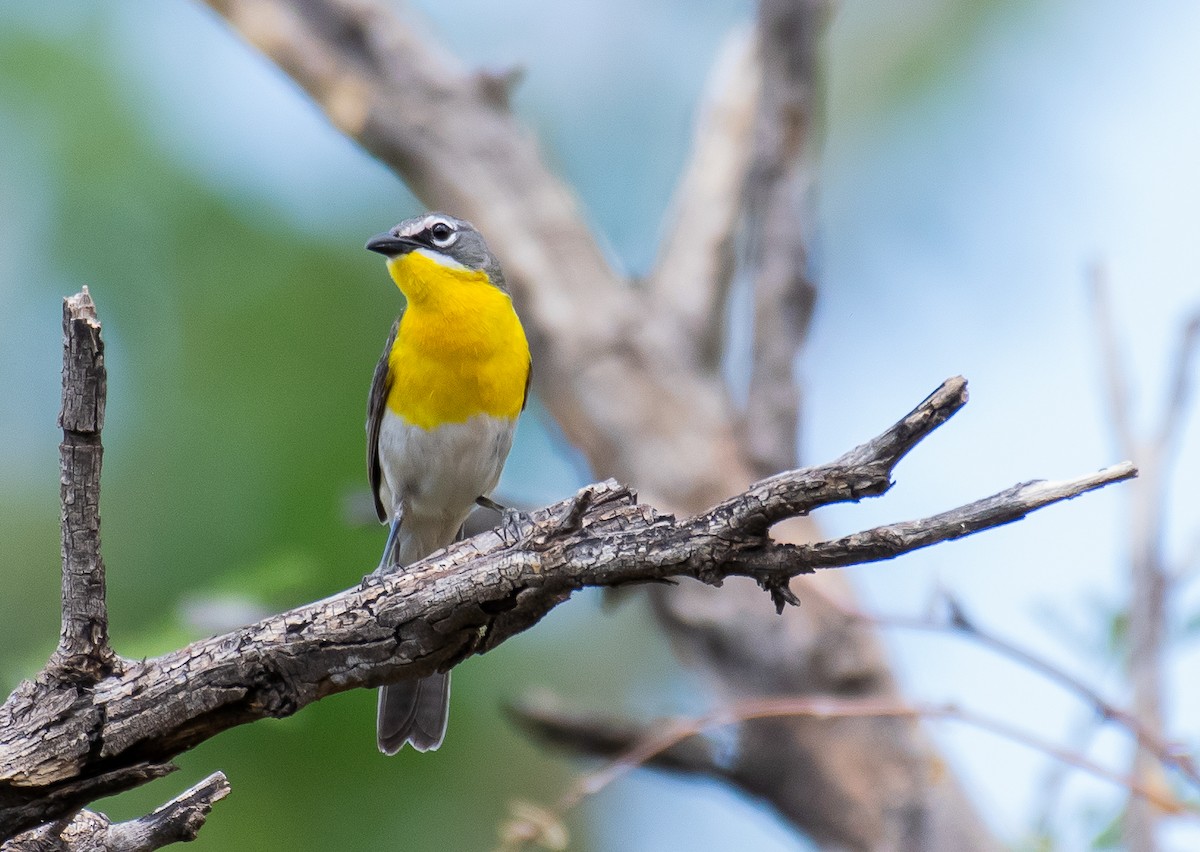 Yellow-breasted Chat - ML646568483