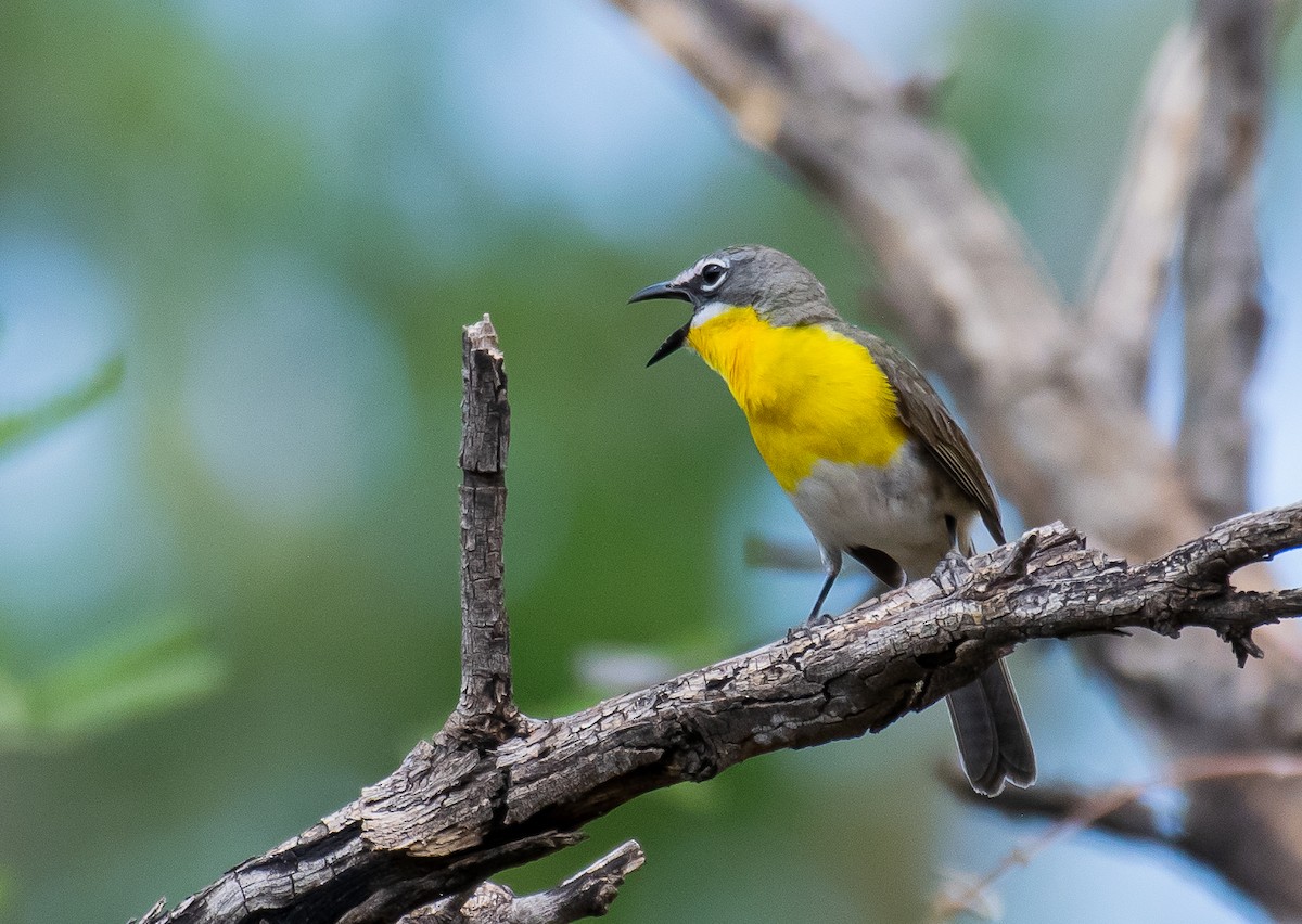 Yellow-breasted Chat - ML646568488