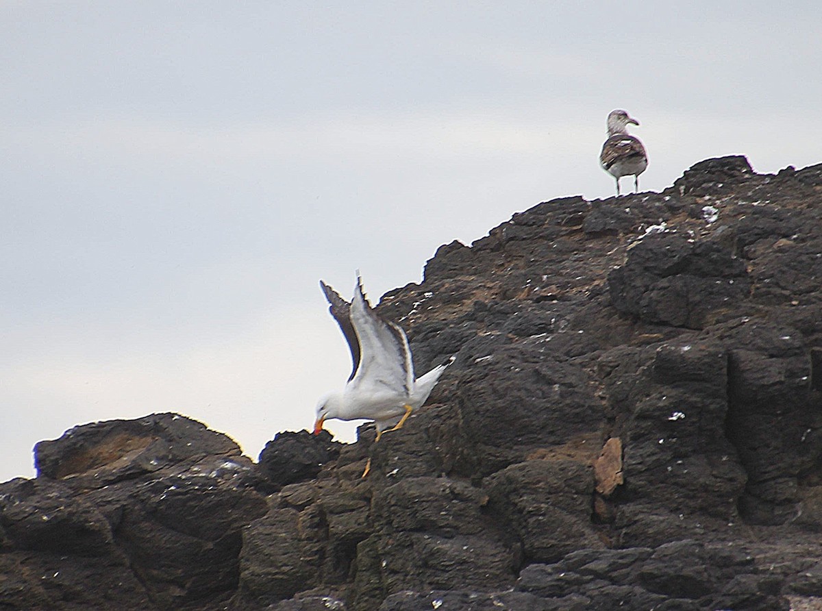 Pacific Gull - ML646568494
