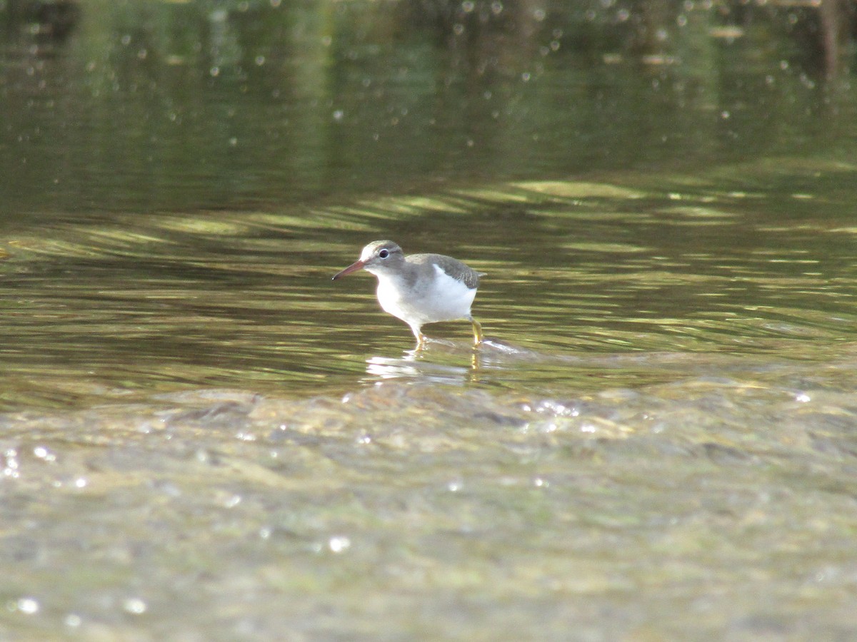 pisík americký - ML646568495