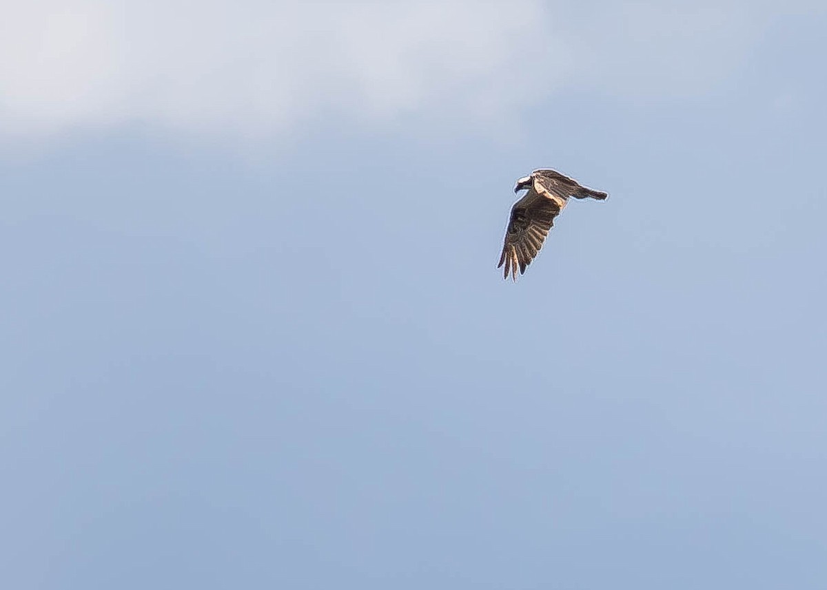 Osprey - ML646568496