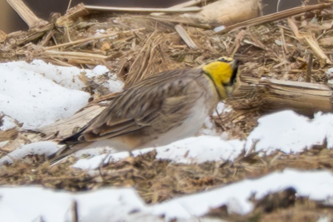 Horned Lark - ML646568497