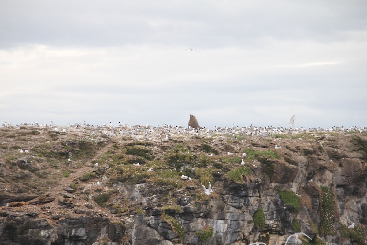 Great Crested Tern - ML646568504