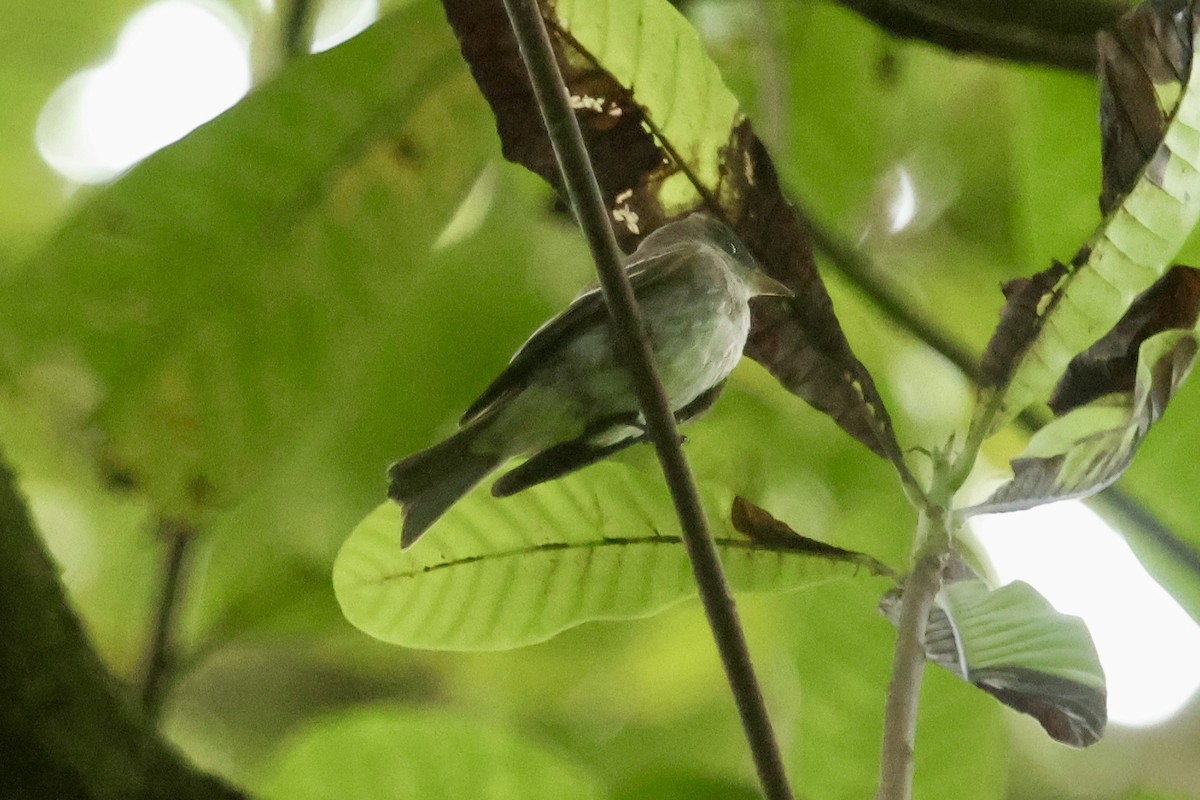 Eastern Wood-Pewee - ML646568507