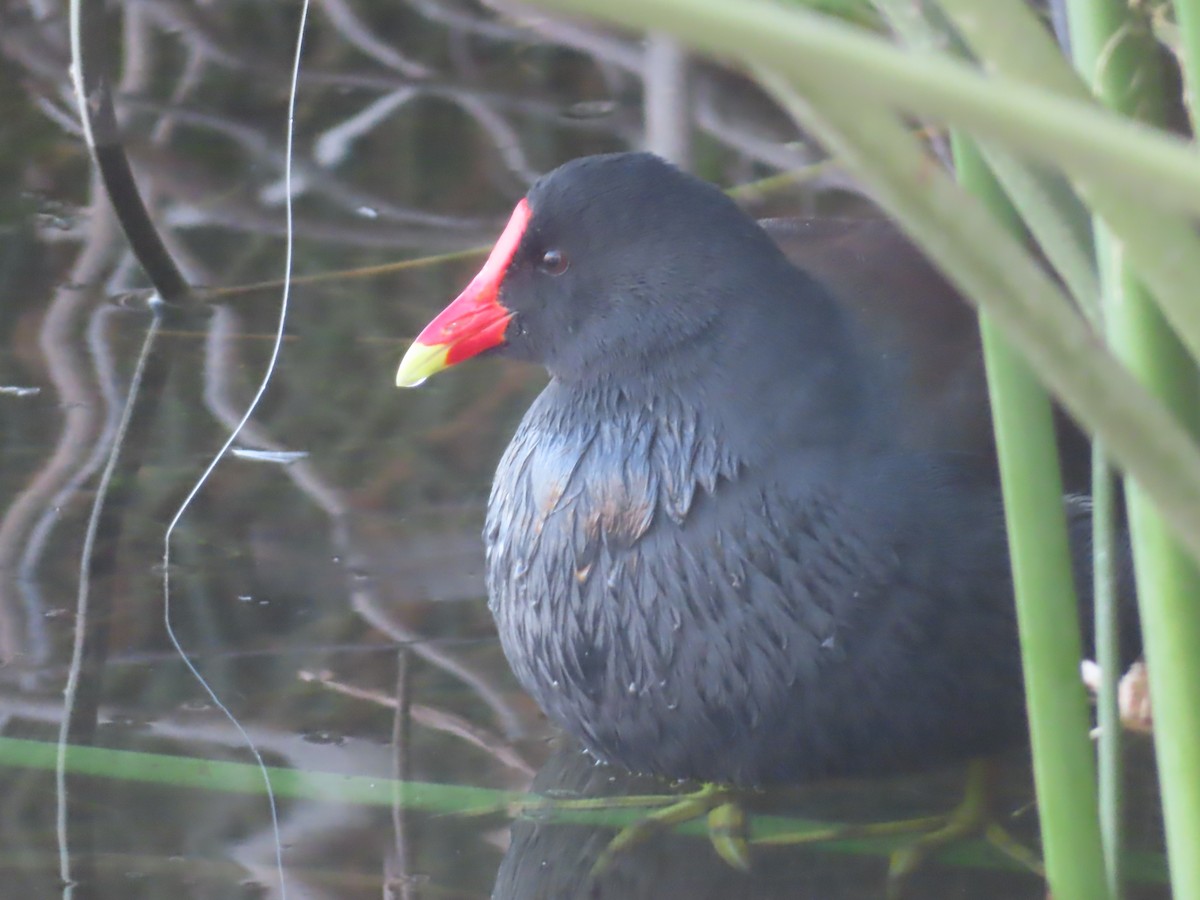 Common Gallinule - ML646568509