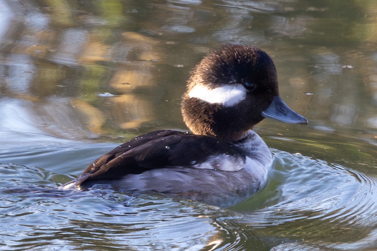 Bufflehead - ML646568510