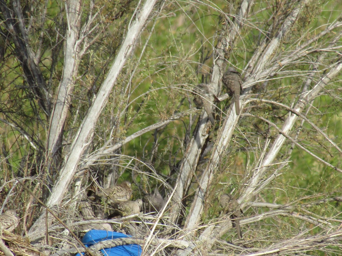 holoubek mexický - ML646568513