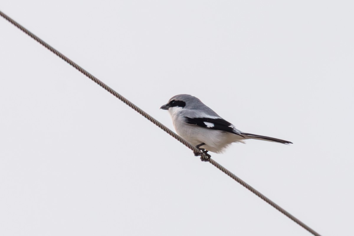 アメリカオオモズ - ML646568515