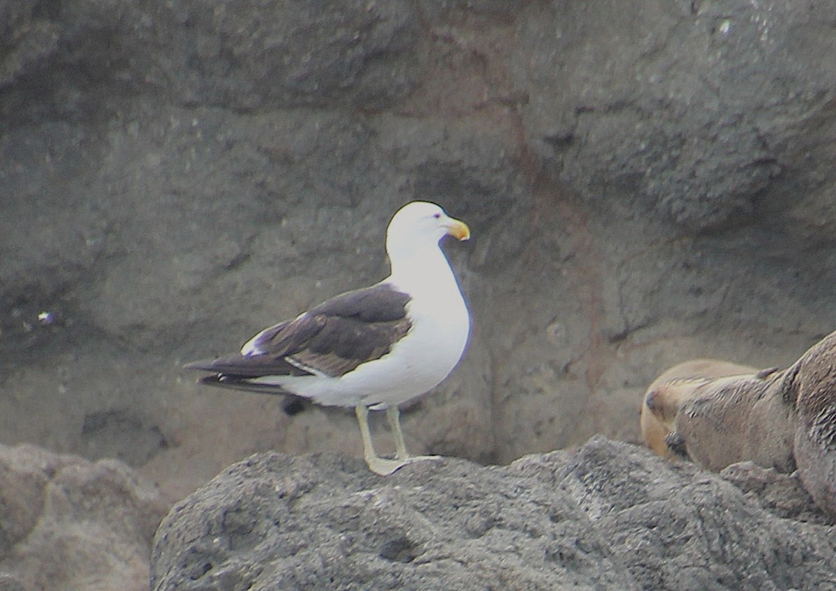 Kelp Gull - ML646568517