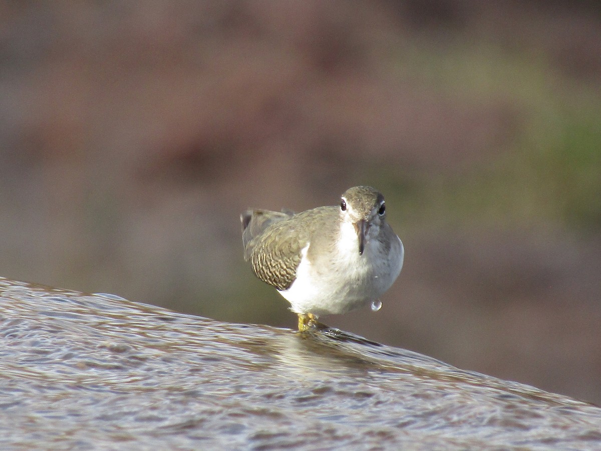 pisík americký - ML646568519