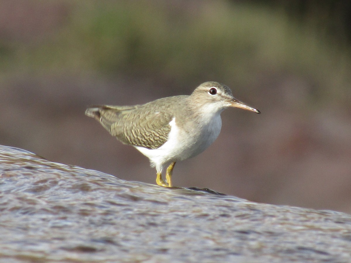 pisík americký - ML646568520