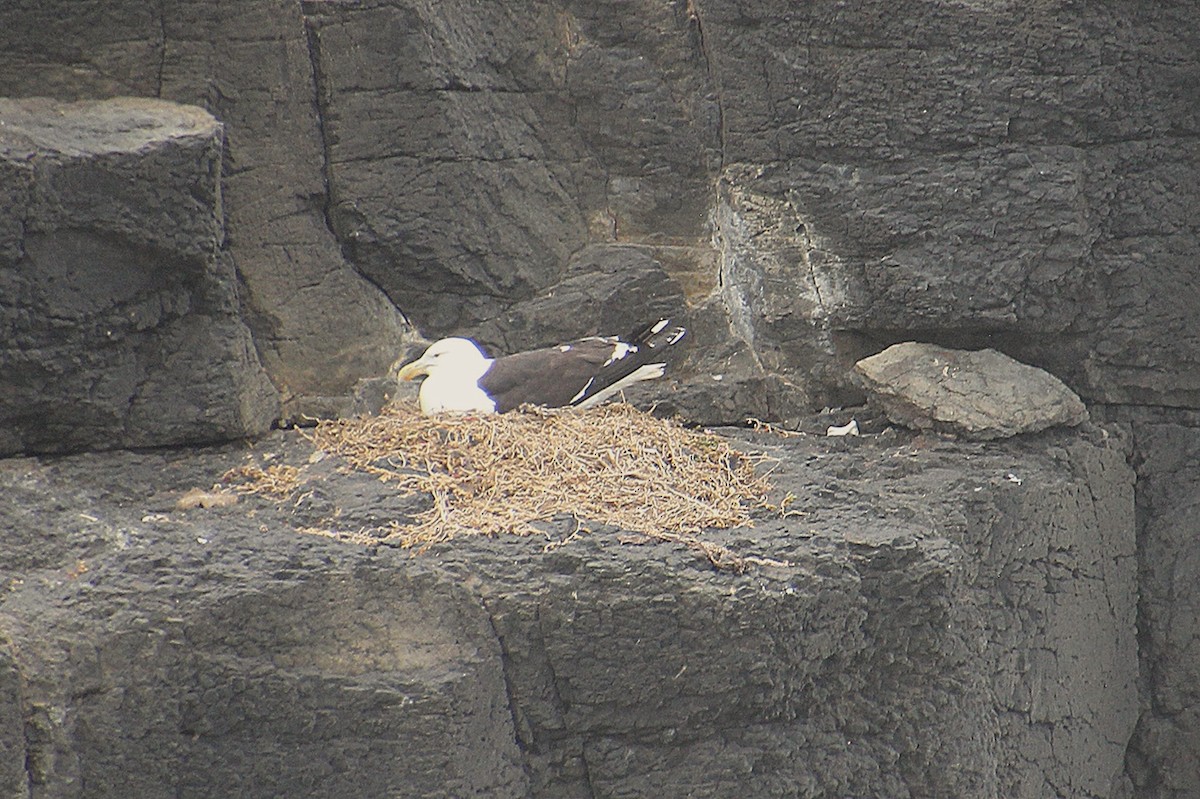 Kelp Gull - ML646568521