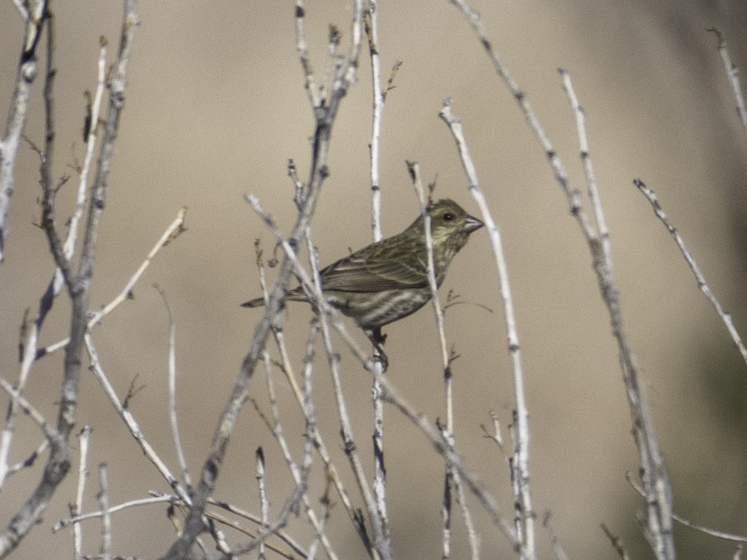 ムラサキマシコ - ML646568522