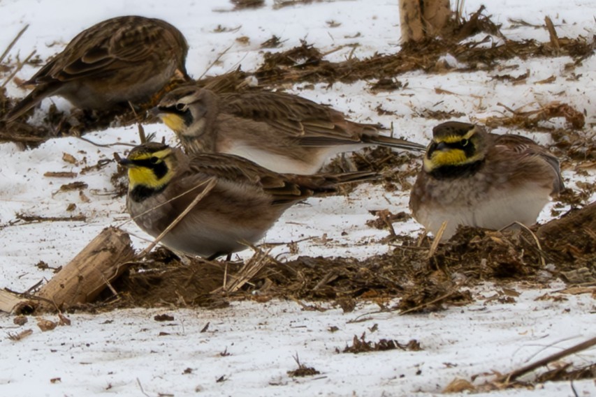 Horned Lark - ML646568524