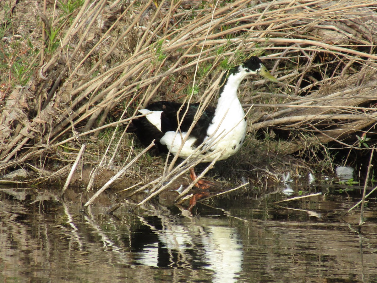 kachna domácí - ML646568527