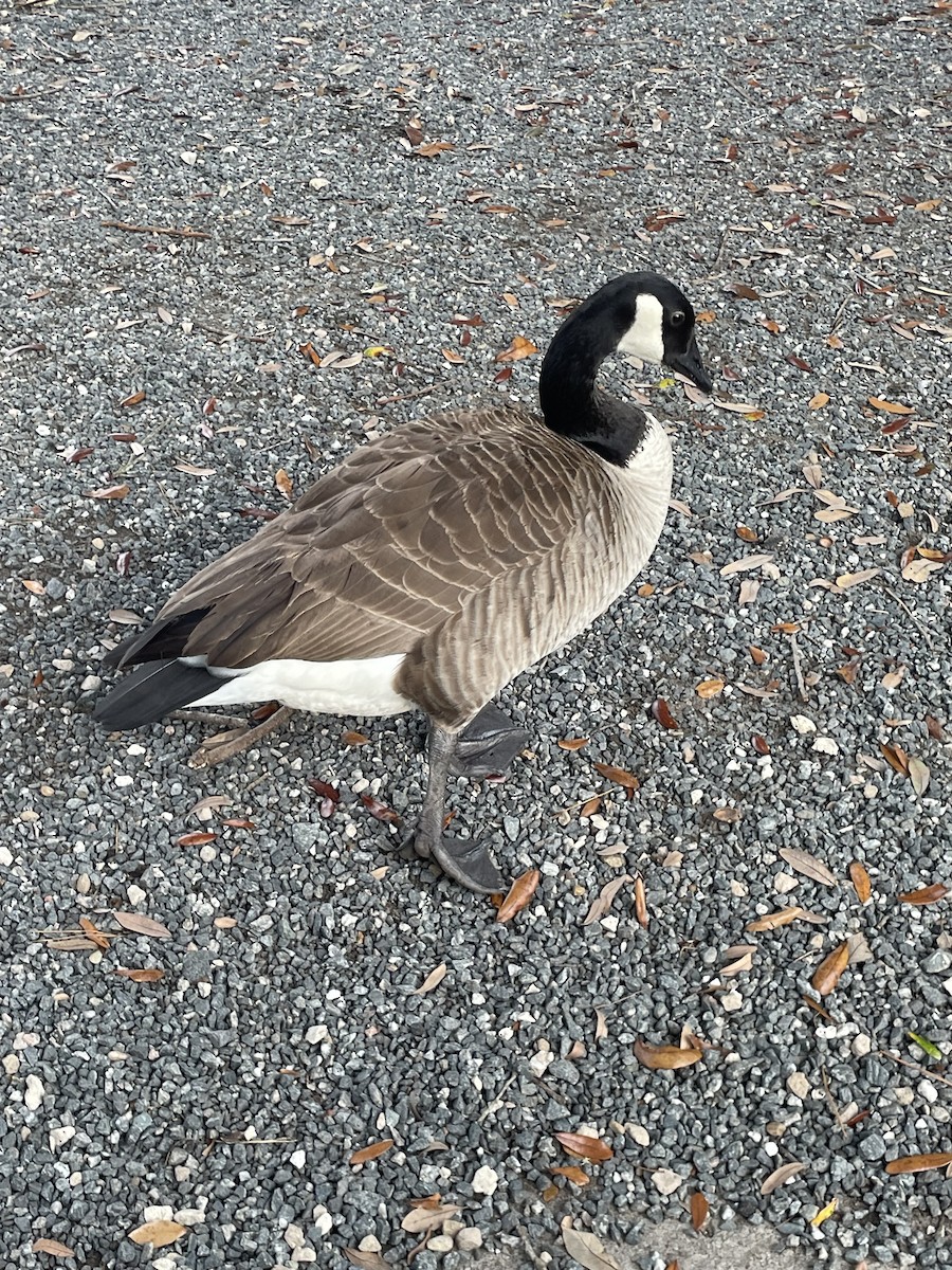 Canada Goose - ML646568531