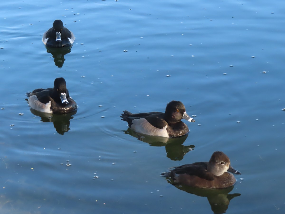 Ring-necked Duck - ML646568534