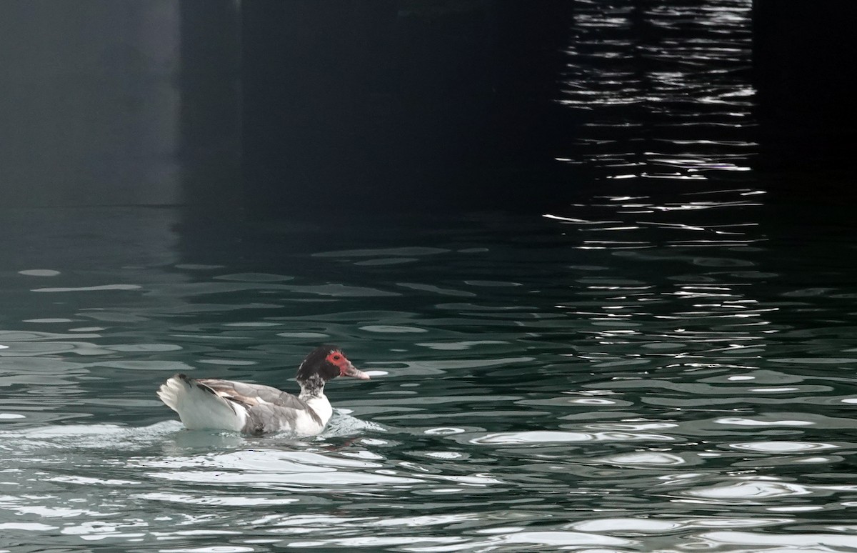 ノバリケン（家畜） - ML646568535