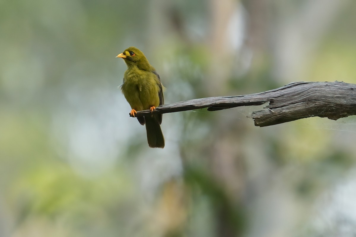 Манорина зелена - ML646568536