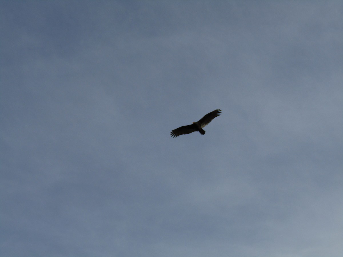 Urubu à tête rouge - ML646568541