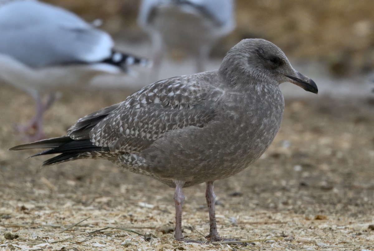 Мартин американський - ML646568543