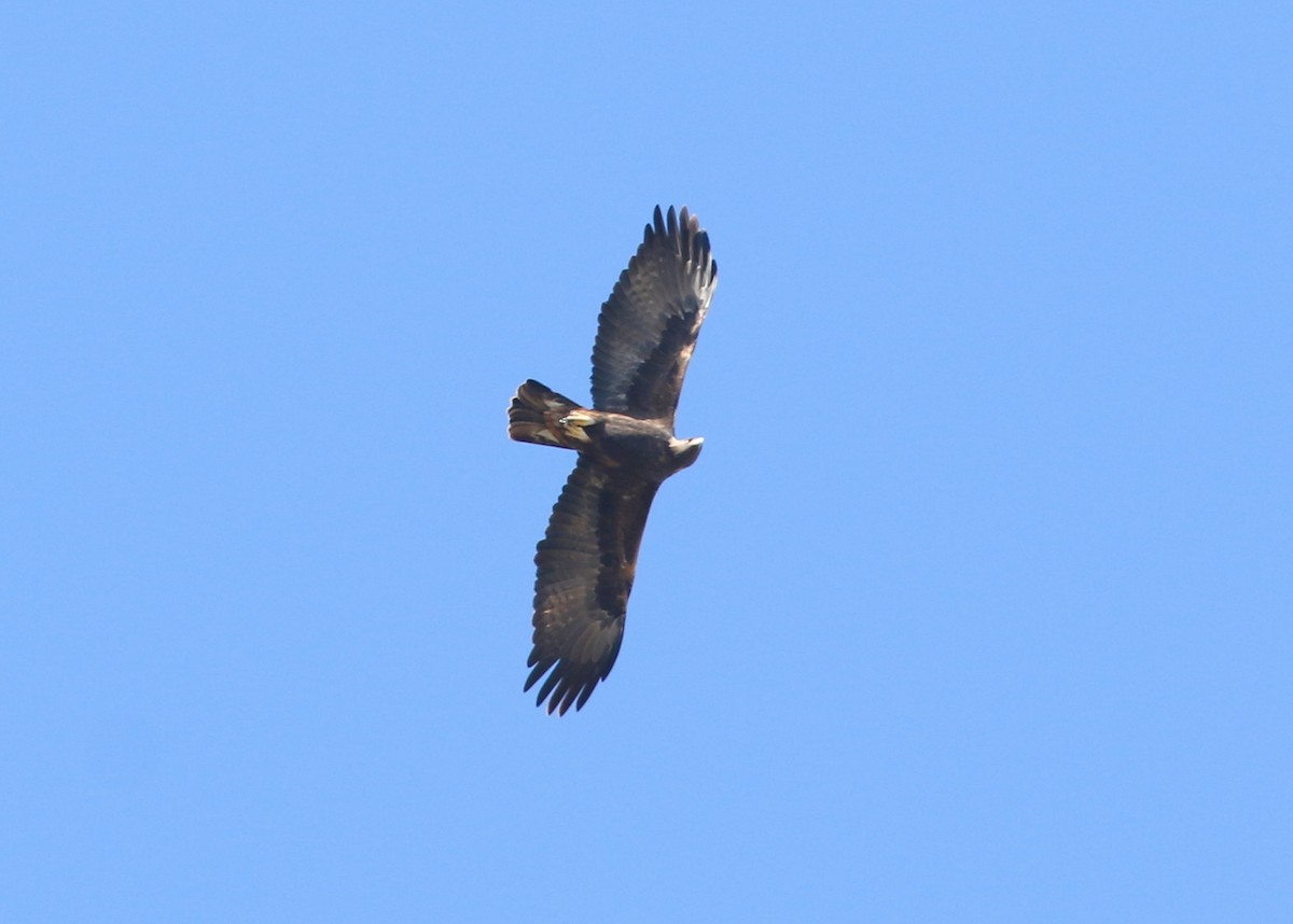 orel skalní - ML646568544