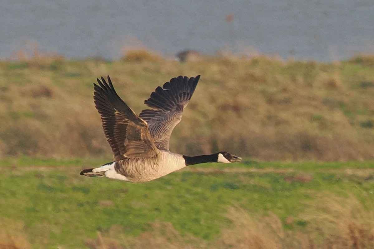 Canada Goose - ML646568545