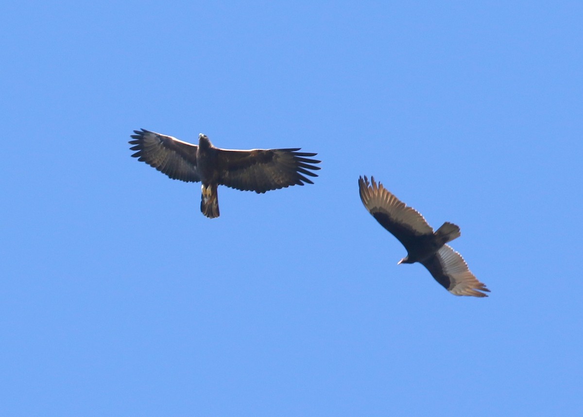 orel skalní - ML646568546