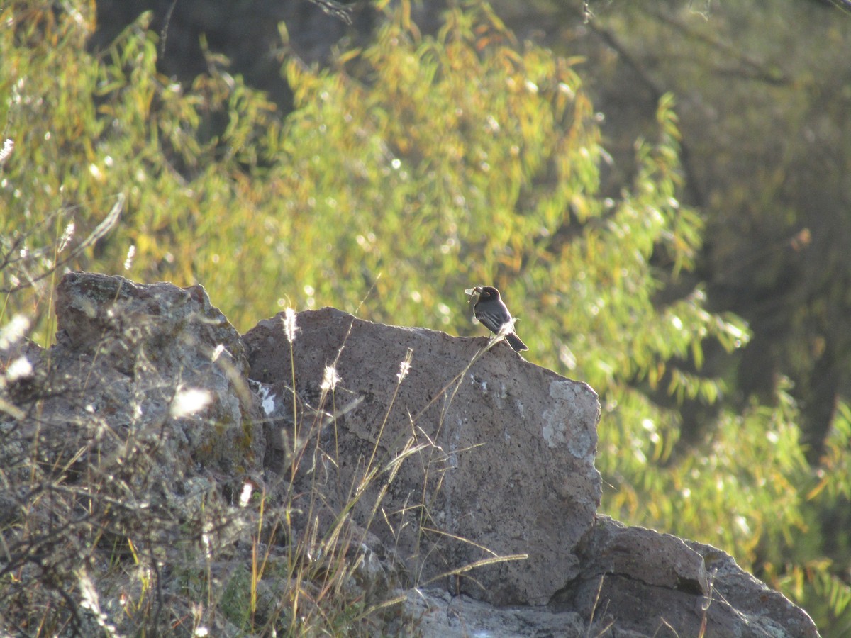 Black Phoebe - ML646568551