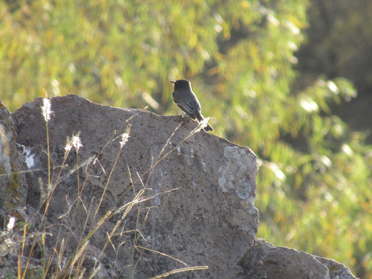 Black Phoebe - ML646568553