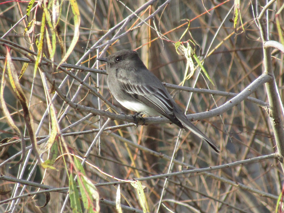 Black Phoebe - ML646568555