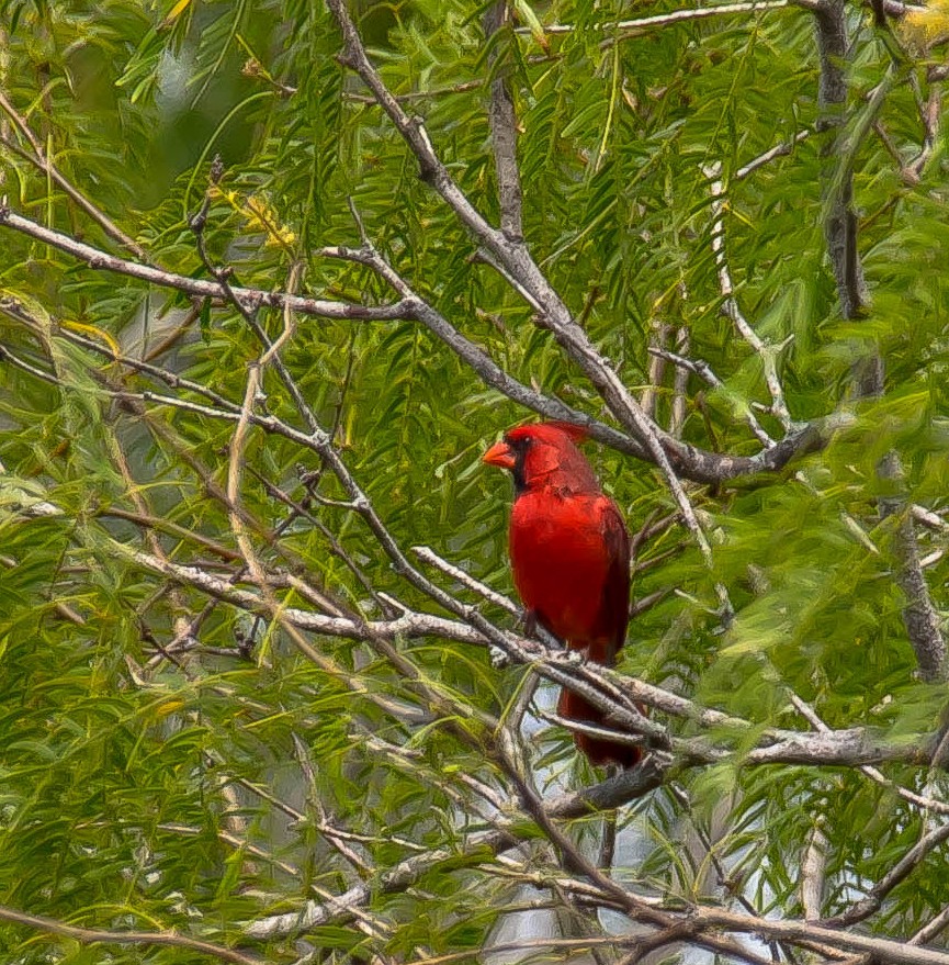 rødkardinal - ML646568556