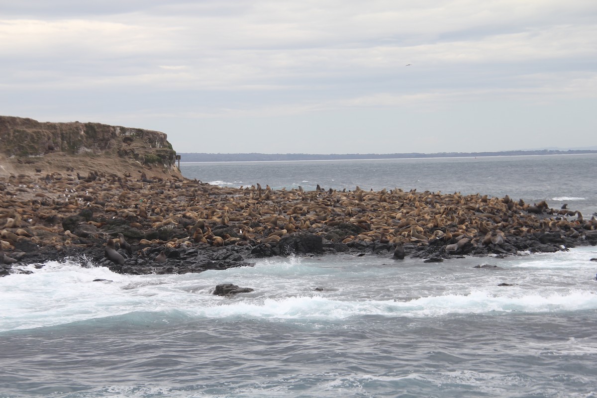 Australian Fur Seal - ML646568558