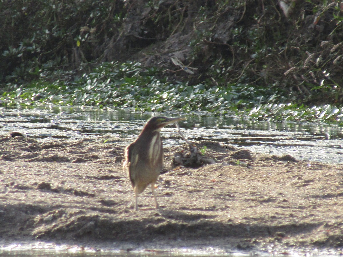 volavka zelenavá - ML646568559