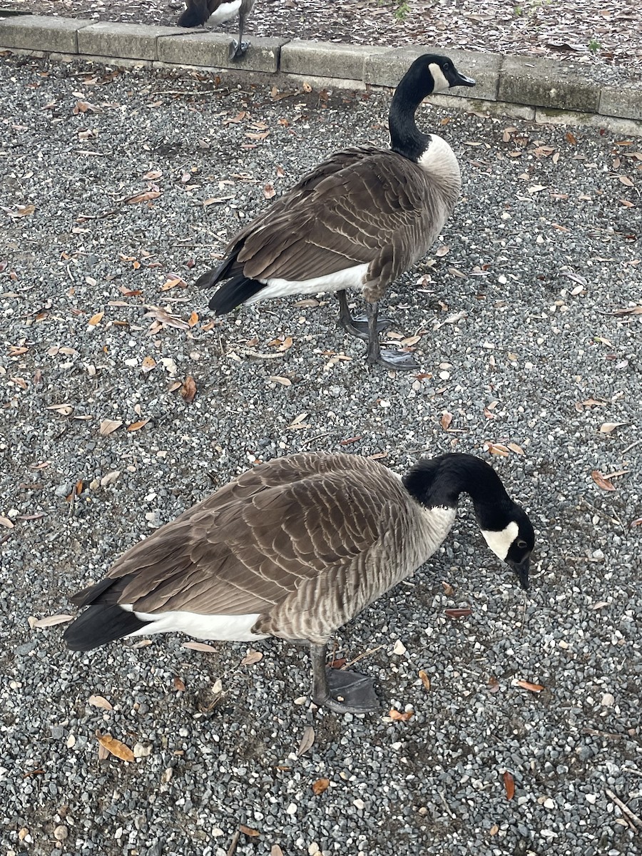 Canada Goose - ML646568560