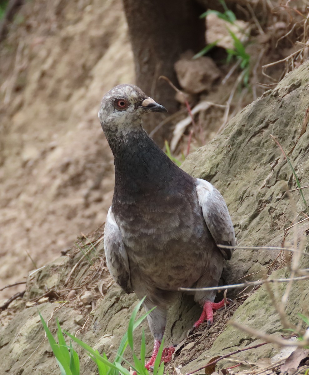 Felsentaube (Straßentaube) - ML646568561