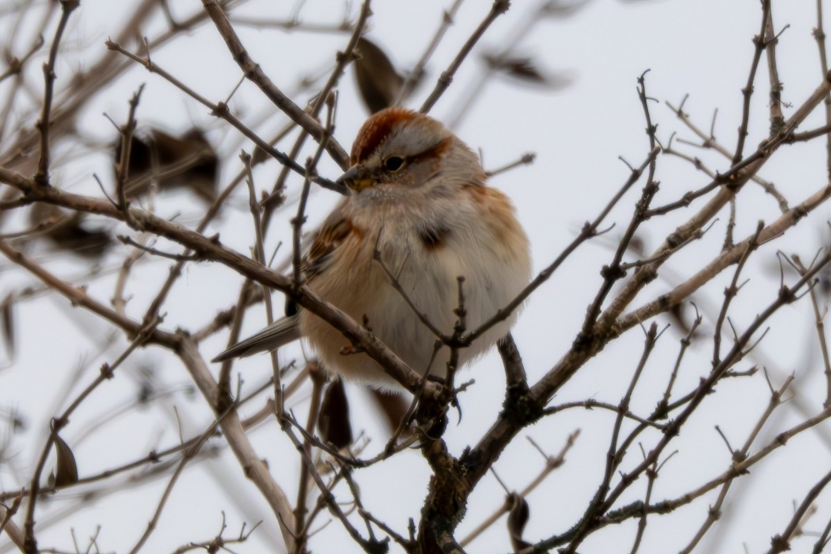 American Tree Sparrow - ML646568562