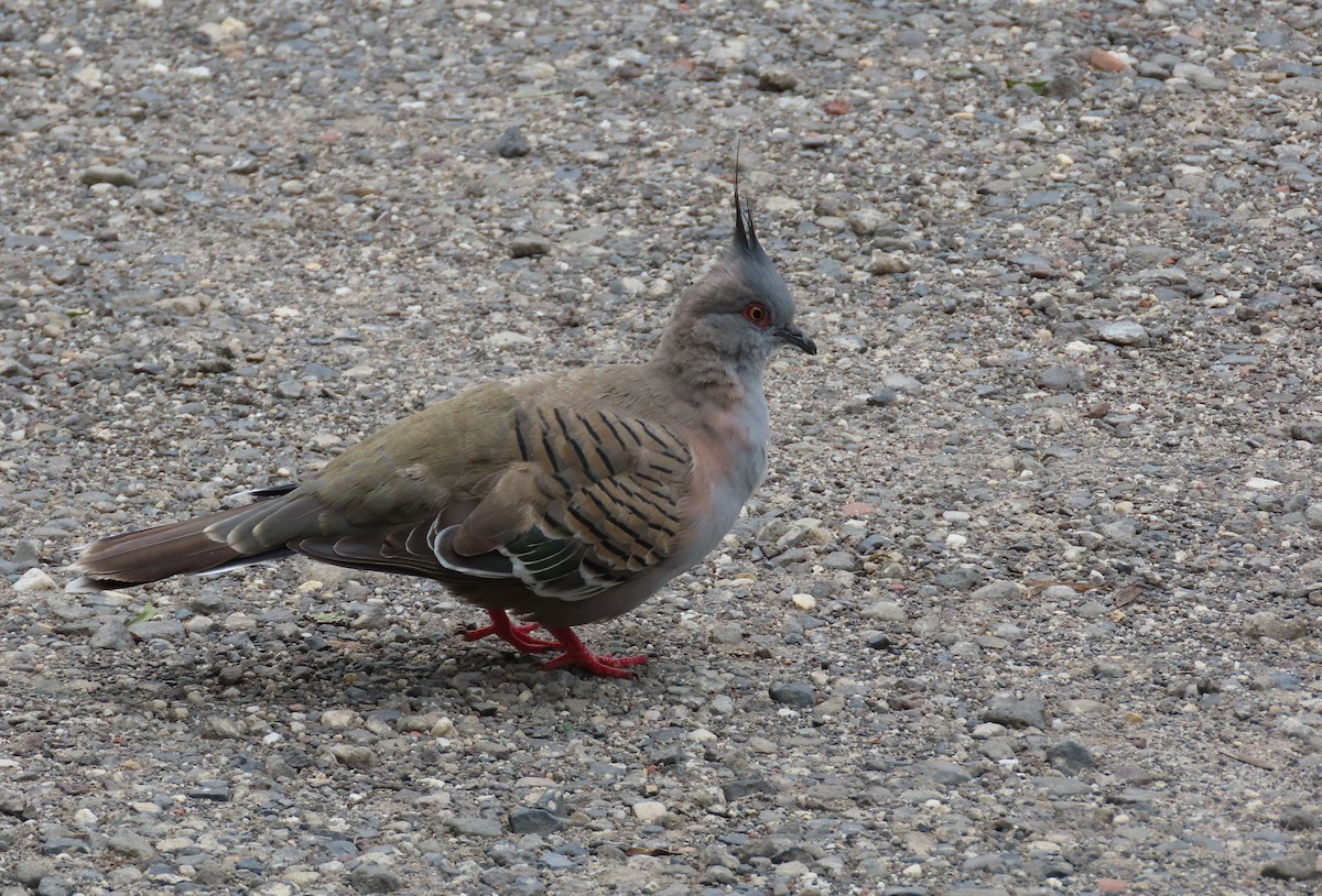 Spitzschopftaube - ML646568565