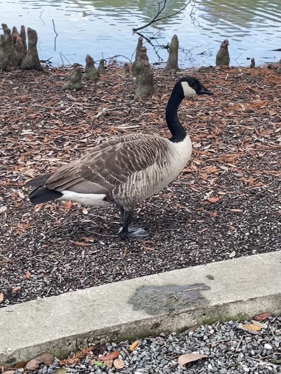 Canada Goose - ML646568569