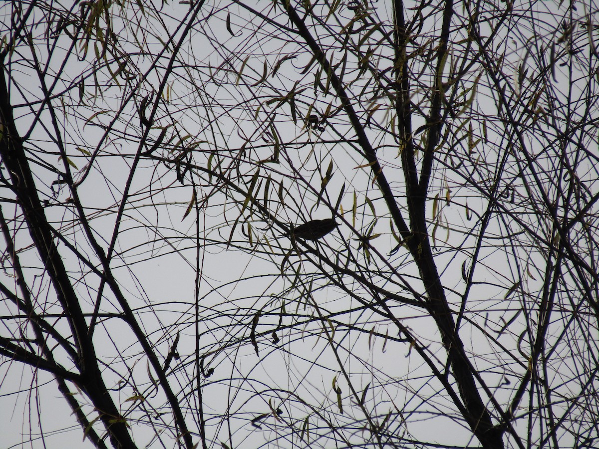 lesňáček žlutoskvrnný - ML646568570