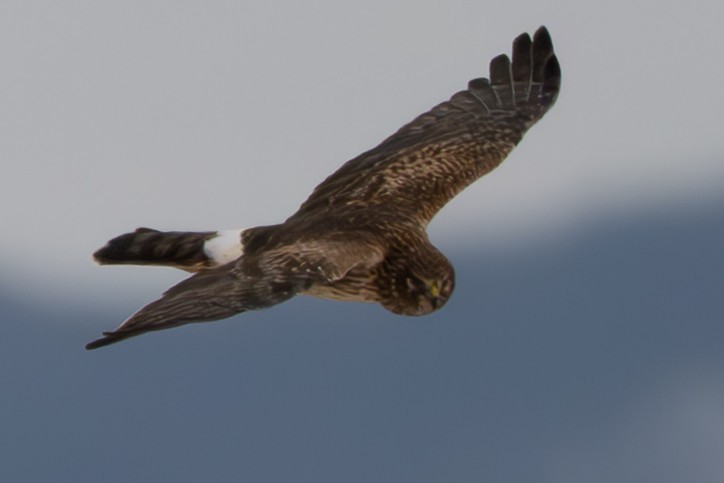 Northern Harrier - ML646568571