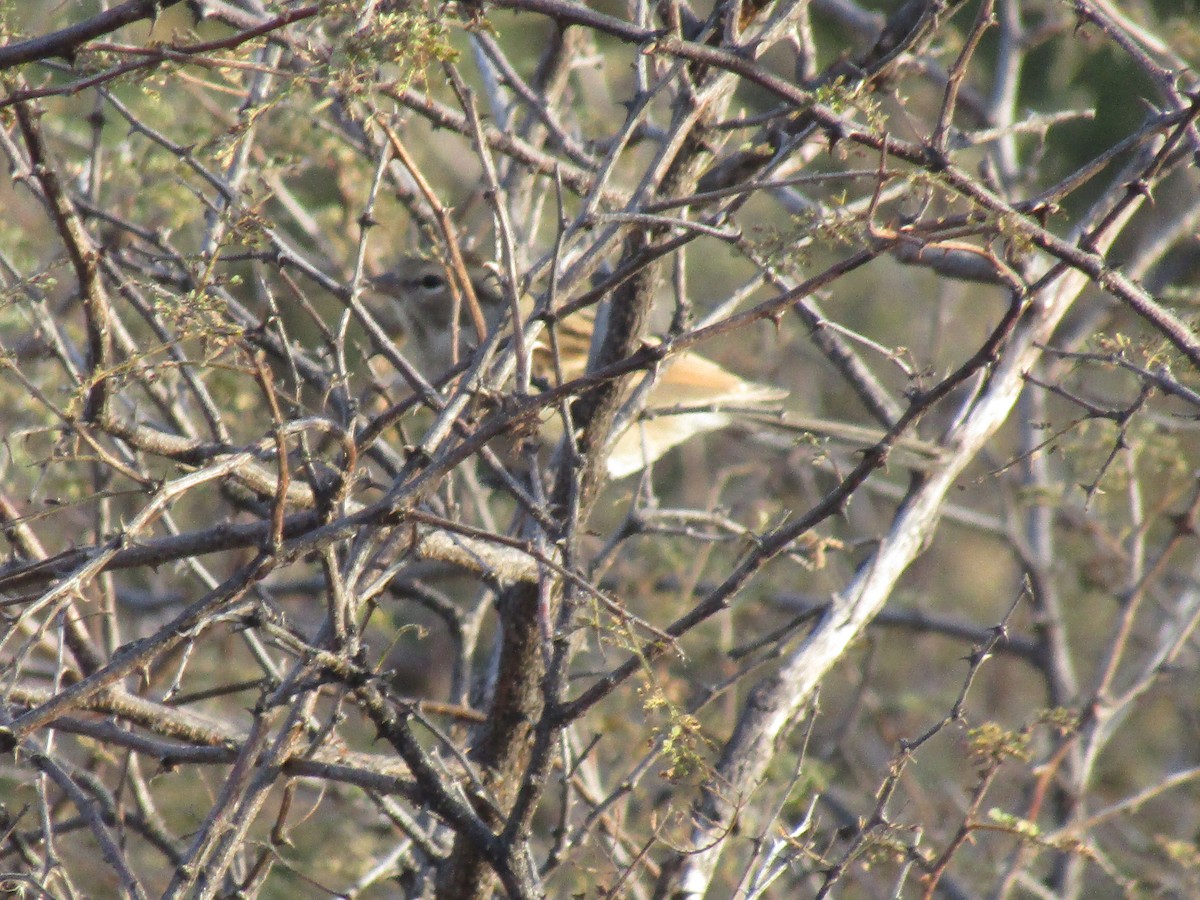Brewer's Sparrow - ML646568588
