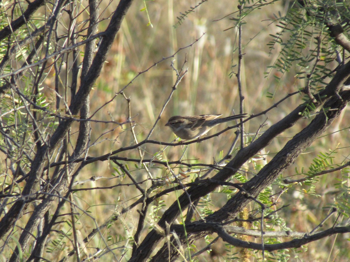 Brewer's Sparrow - ML646568589