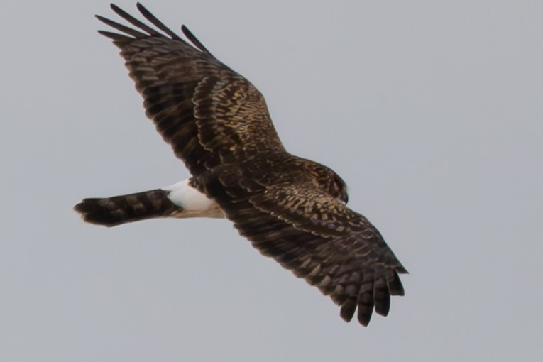 Northern Harrier - ML646568590