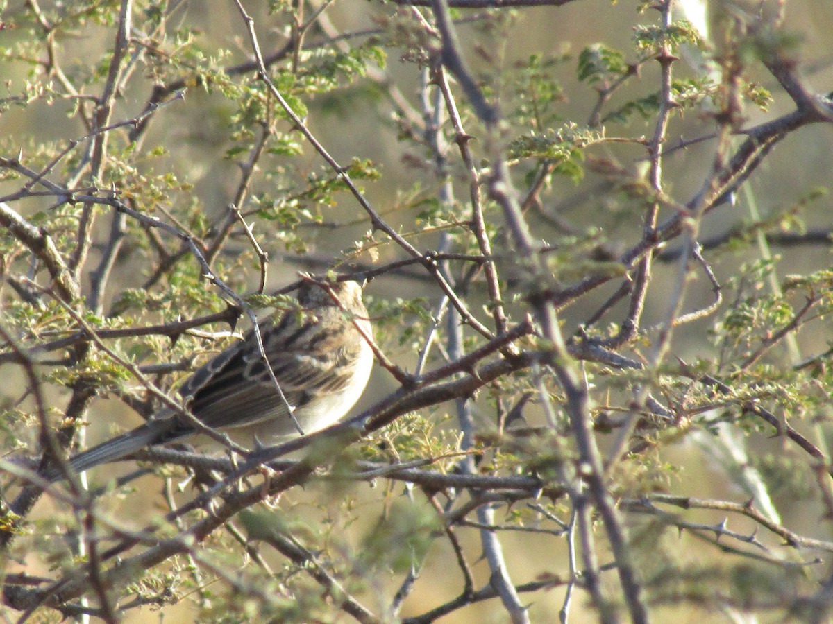 Brewer's Sparrow - ML646568591