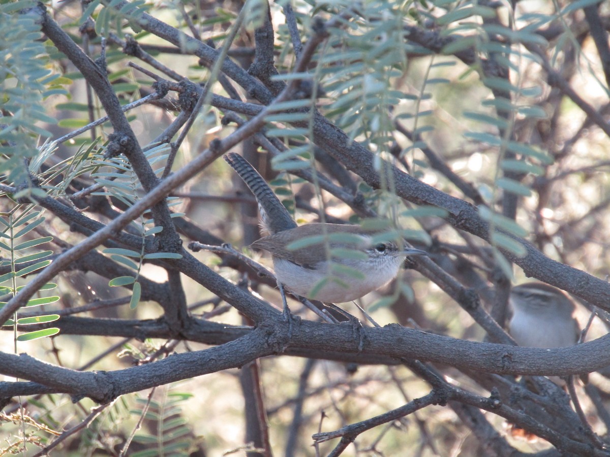 Troglodyte de Bewick - ML646568592